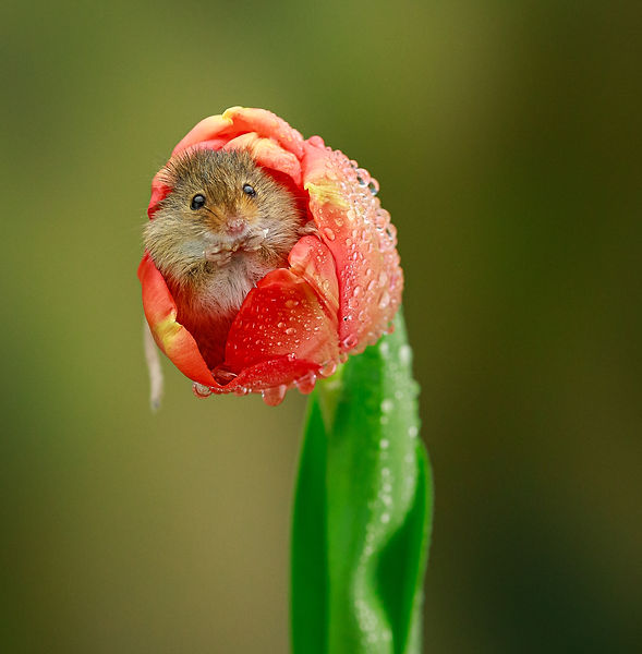 Harvest Mouse in Tulip Macro GinaR Photo