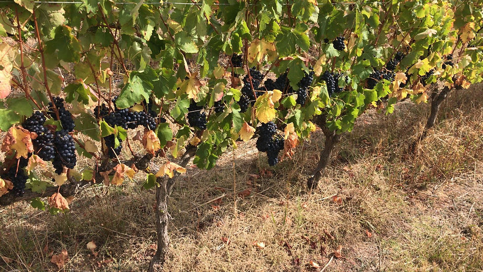 Hemel and aarde vines