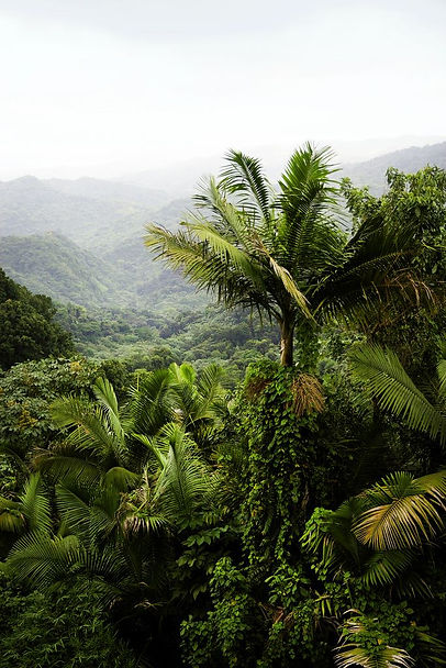 Puerto Rico _ El Yunque Rainforest.jpeg