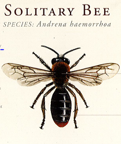 solitary bees
