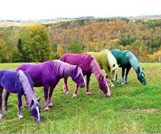 Horses R Us NZ Trust supporting equine-assisted learning