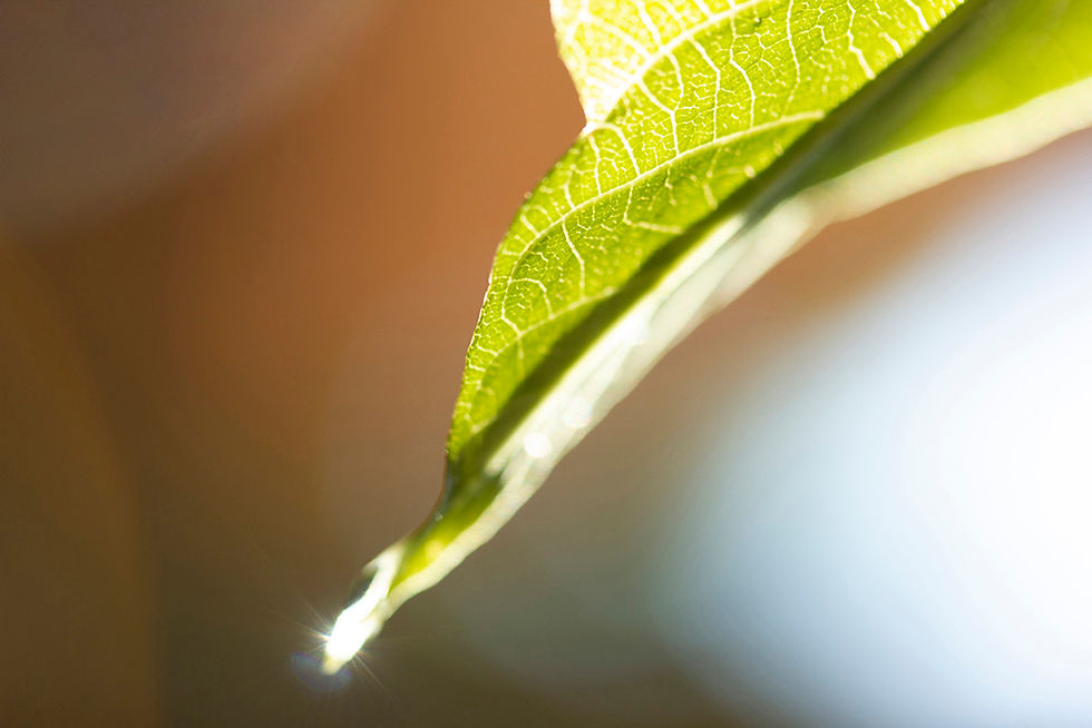 Leaf