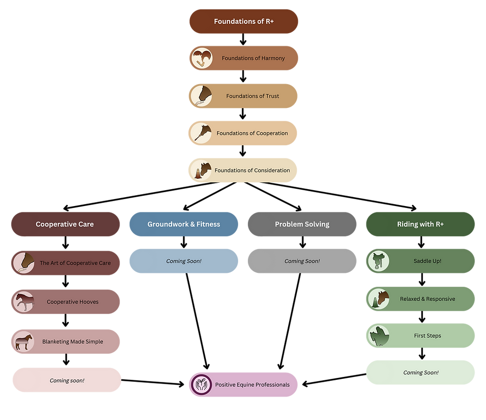 Academy Journey Visual (2).png
