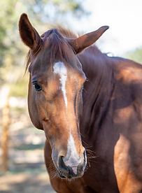 Chestnut horse
