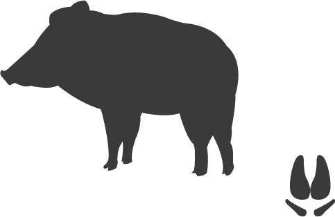 boar-and-track.png