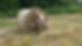 hay-camouflage.JPG