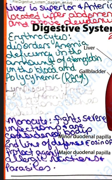 Thumbnail: ICD 10 CM Anatomy Notes