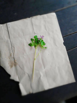 「 絵描き（エカキ）部屋 ／ 阪本真千代」