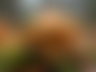 Exploring the Unique Characteristics of West Coast Mushrooms