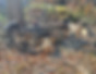 Tree services