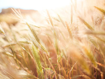 A festa de Shavuot na SIB