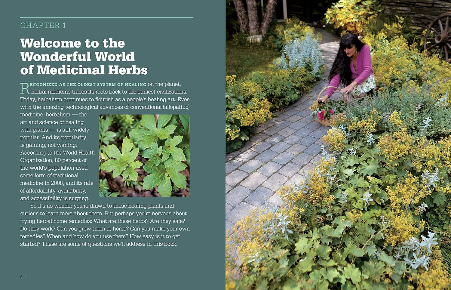 Rosemary Gladstar's Medicinal Herbs: A Beginner's Guide: 33 Healing Herbs to Kn