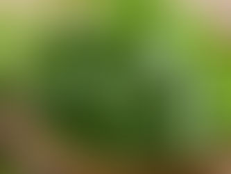 The Benefit of Cilantro: Unveiling Nature's Flavorful Gem