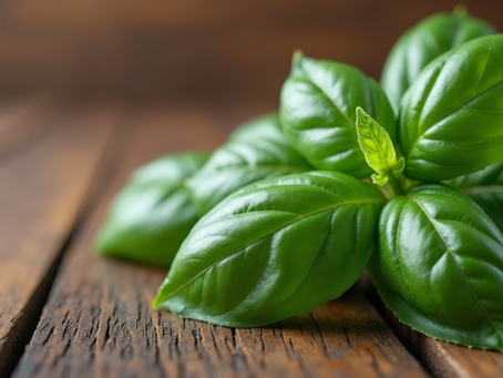Exploring the Unexpected Health Benefits of Basil You Might Not Know About
