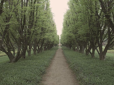 Tree Lined Path_edited.jpg