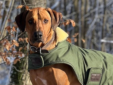 🐾 L’importance d’avoir un animal bien éduqué au quotidien