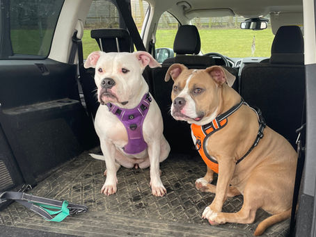 🐾Adopter un animal : un beau geste, mais pas sans conséquences