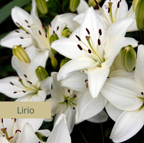 Lirio / Flores, plantas y Feng Shui con DobleFelicidad