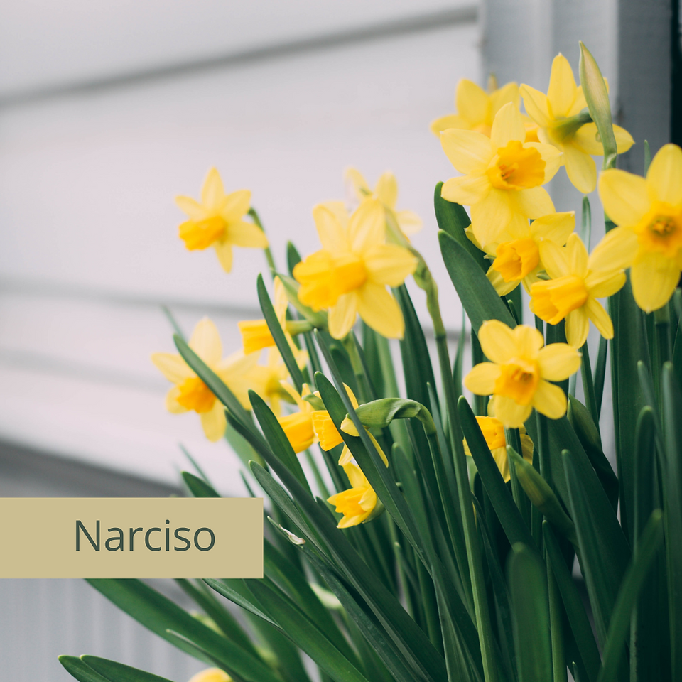 Narciso / Flores, plantas y Feng Shui con DobleFelicidad