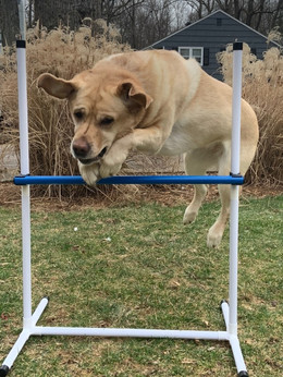 Dog Agility Equipment from Better Sporting Dogs