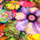 Thumbnail: Tirage d’art unique - Grand bouquet aux zinnias violets - 30 cm x 40 cm