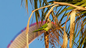 Belonging in Exile: Monk Parakeets and the City