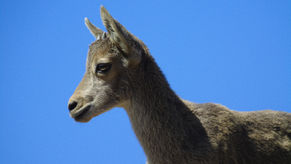 Wild Neighbors: The Resilience of the Iberian Ibex