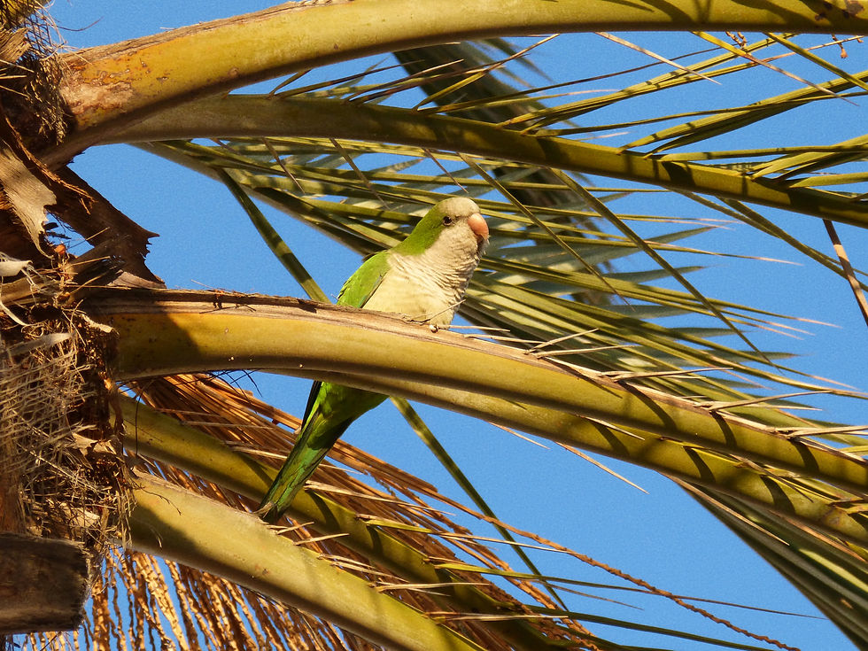 A monk parakeet perched atop a palm tree in La Herradura, Spain.
