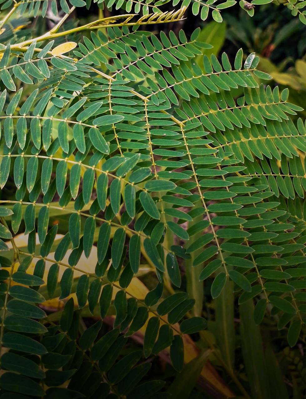 Thumbnail: FÈY MADLÈN (Leucaena glauca Benth)