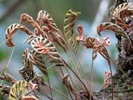 Thumbnail: FÈY MOURI LEVE (Pleopeltis polypodioides)