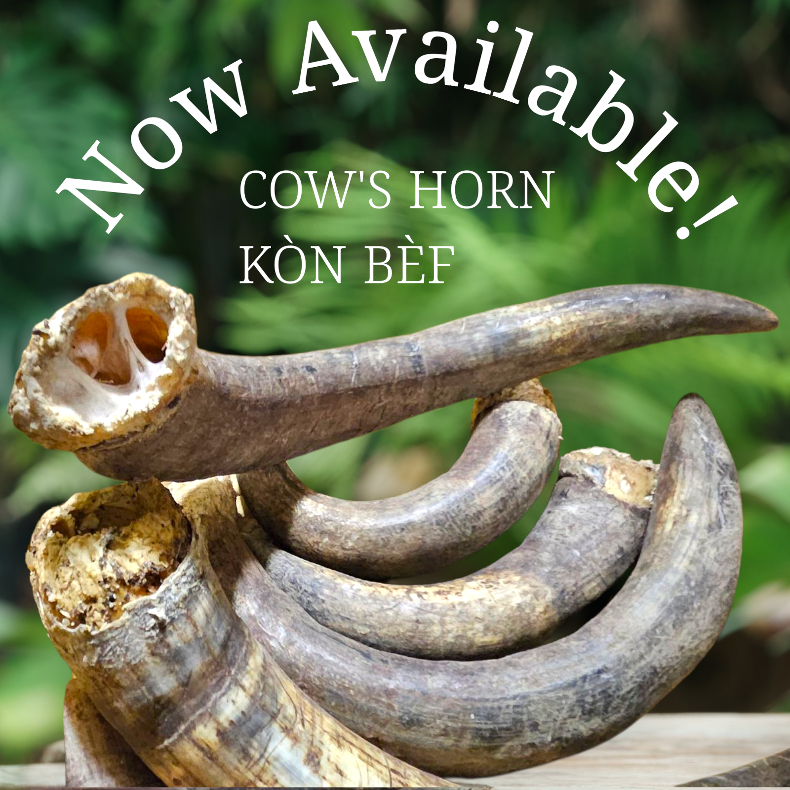 COW'S HORN/KON BÈF