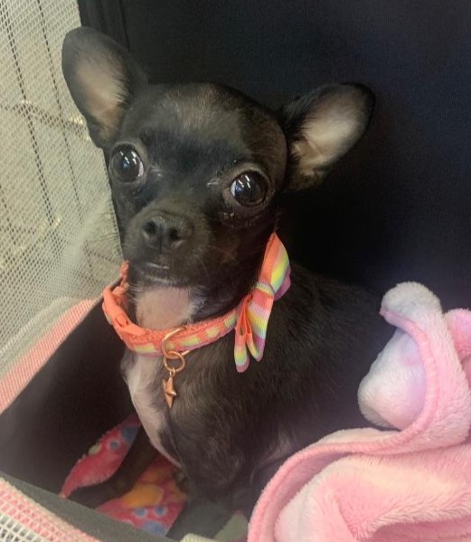 dog muzzle for shih tzu