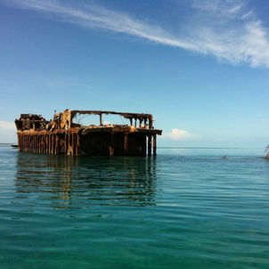 Bimini Scuba Diving: Sharks, Reefs, and Wrecks