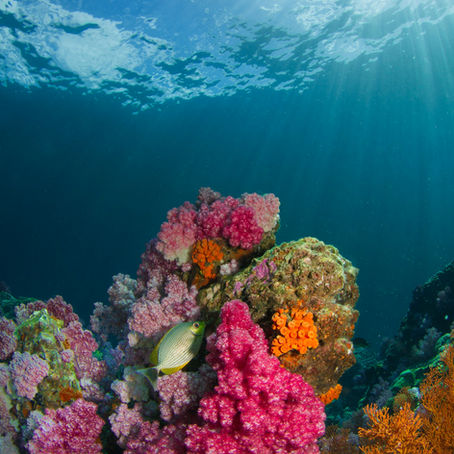 How Coral Photography Can Inspire Your Next Dive