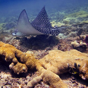 For Every Dive, There Is A Season. Dive Vacations For 2027