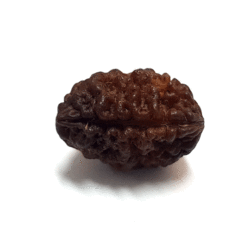 Ek Mukhi Jyotir Lingum Rudraksha uses