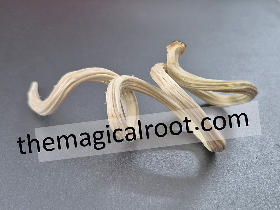 Taika Mool - The Rare Sacred Magical Root