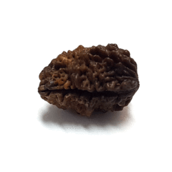 Ek Mukhi Jyotir Lingum Rudraksha benefits