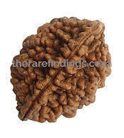 2 mukhi rudraksha (2)_edited.jpg