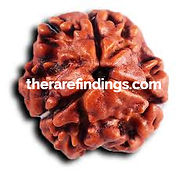 3 mukhi rudraksha (3)_edited.jpg