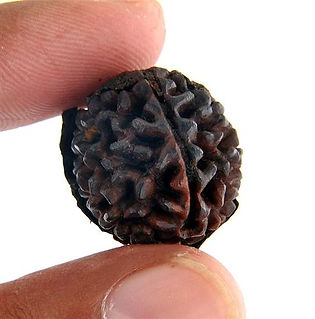 Fake-ek-mukhi-Latest-Edition.jpg