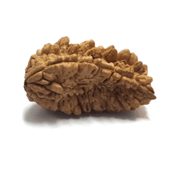 Ek Mukhi Trinetra Rudraksha certified