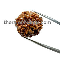 1 mukhi gol dana rudraksha (1)_edited.jp