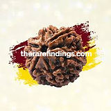 6 mukhi rudraksha therarefindings_edited