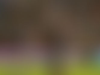 Cuarteto santafesino