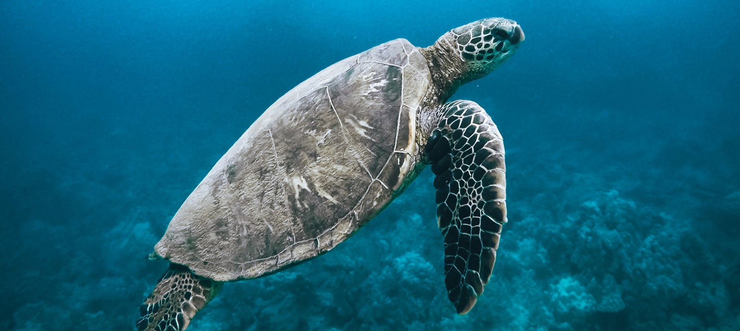 shutterstock_1106363834.jpg