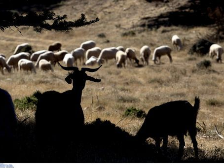 Άρση της απαγόρευσης μετακίνησης ζώων για σφαγή