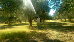 Ξεκινά στις 24 Αυγούστου η τρίτη διαβροχή για την καταπολέμηση του δάκου