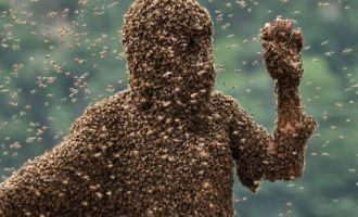 Έκτακτο Ι Επίθεση μελισσών σε επιβάτες Ι.Χ. στη «Πεδή»!