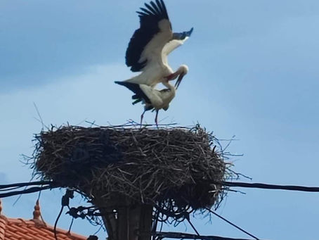 Τραυματίστηκε ο πελαργός της πλατείας | Στάλθηκε στην Αθήνα για περίθαλψη!